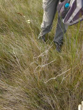 Image of Phylica harveyi (Arn.) Pillans