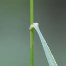 Plancia ëd Calamagrostis obtusata Trin.