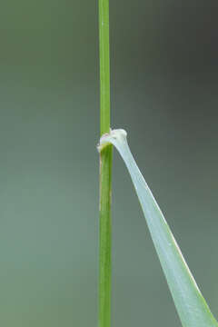 Слика од Calamagrostis obtusata Trin.