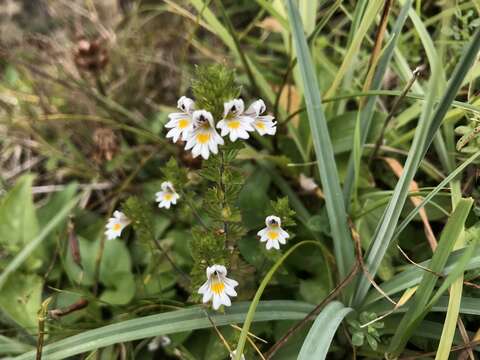 Image of Euphrasia officinalis L.