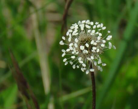 صورة Plantago argentea Chaix