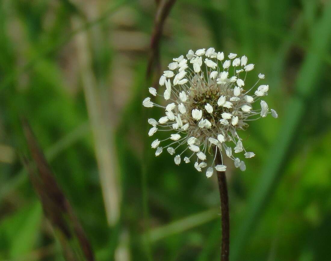 صورة Plantago argentea Chaix