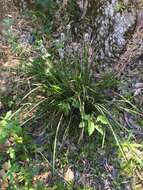 Image of Libertia sessiliflora (Poepp.) Skottsb.