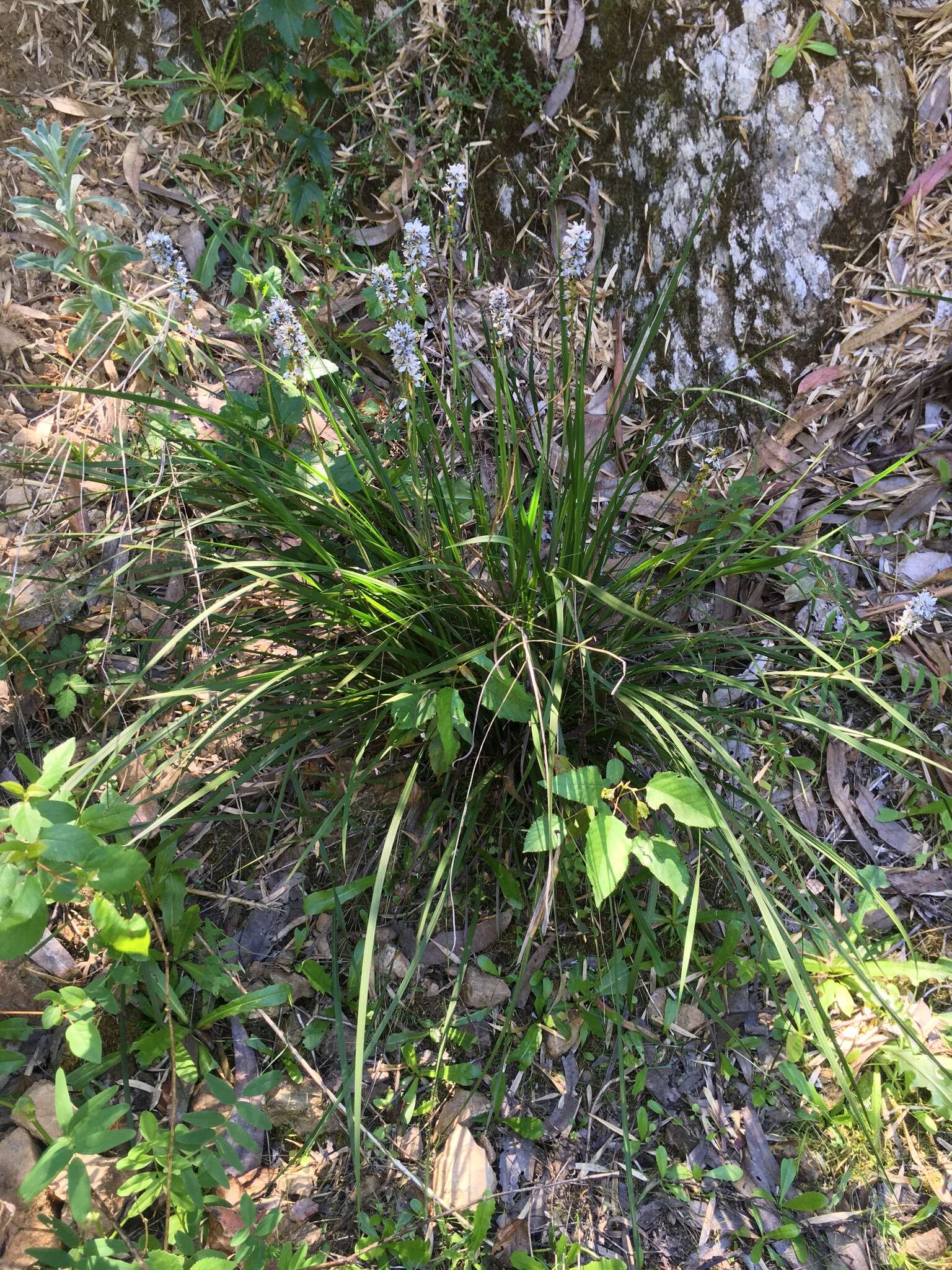 Image of Libertia sessiliflora (Poepp.) Skottsb.