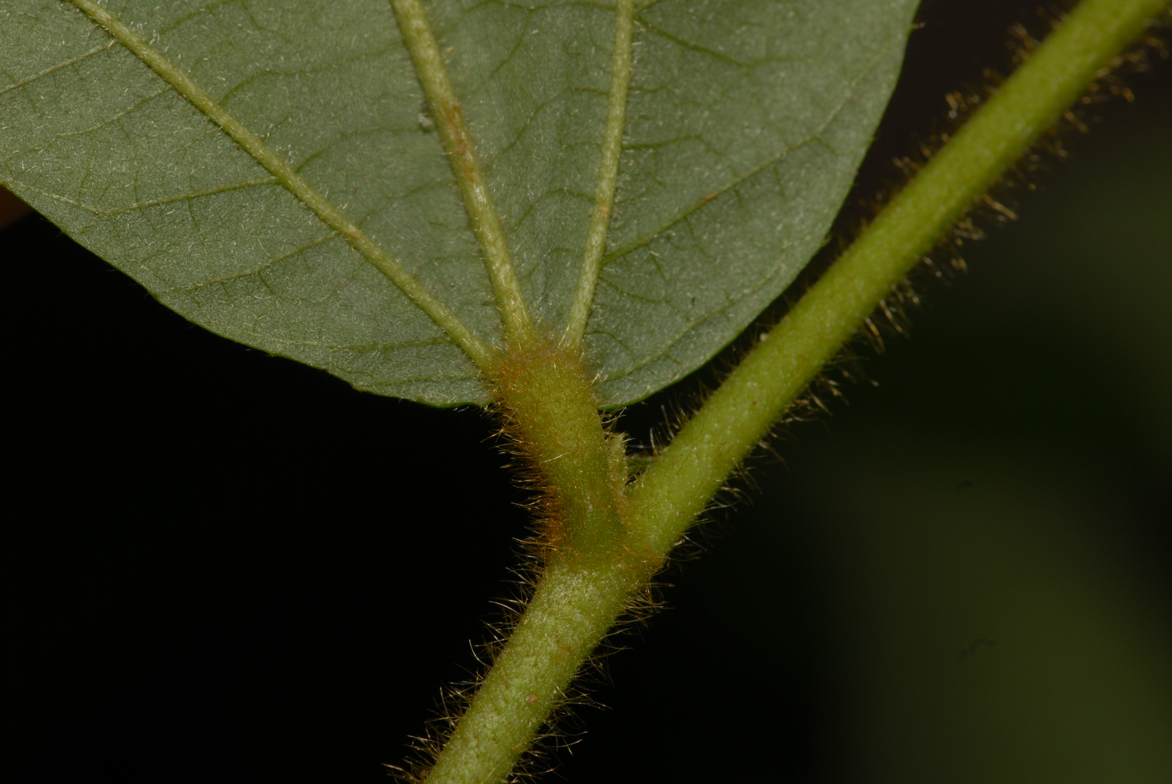 Duboscia macrocarpa (rights holder: robyndrinkwater)