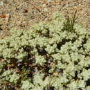 Image of Desert Cudweed