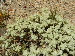 Image of Desert Cudweed