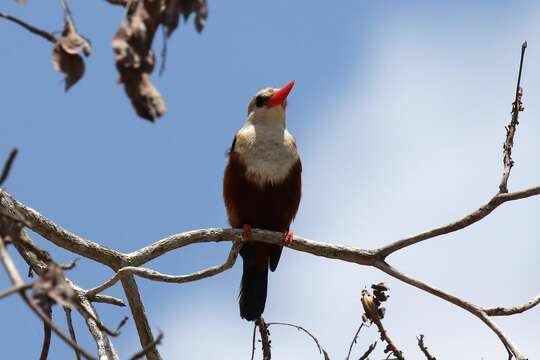 Image of Chestnut-bellied Kingfisher