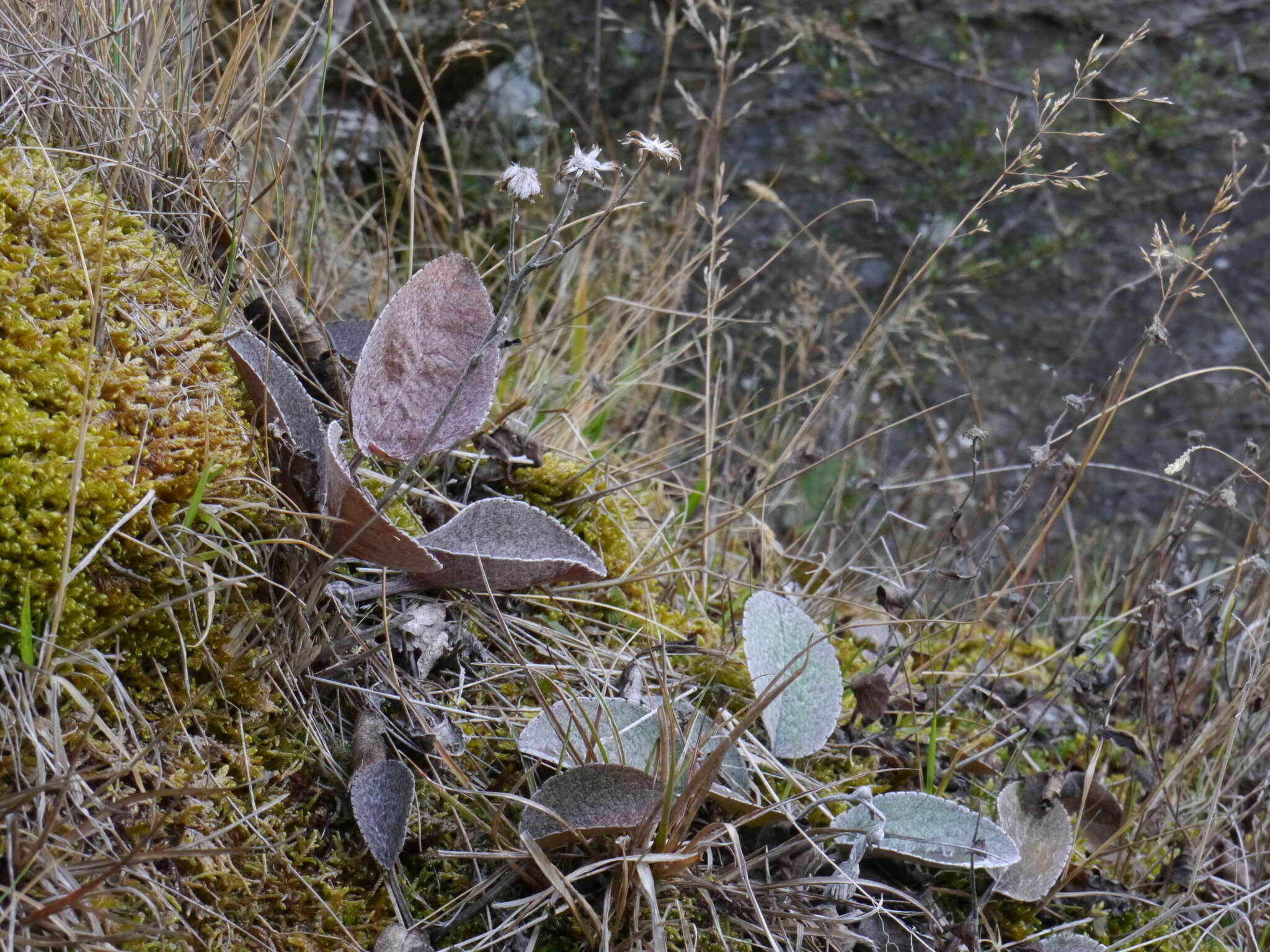 Image of Brachyglottis southlandica (Cockayne) B. Nord.