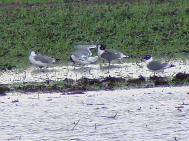 Image of Franklin's Gull