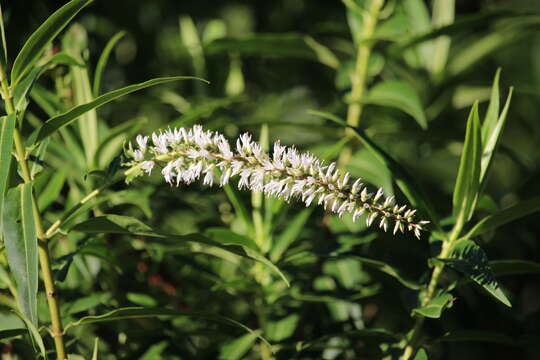 Image de Veronica salicifolia G. Forster