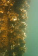 Image of Box Fire Coral