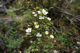 صورة Rosa transmorrisonensis Hayata