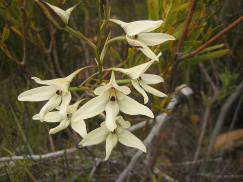 Image of Disa schlechteriana Bolus