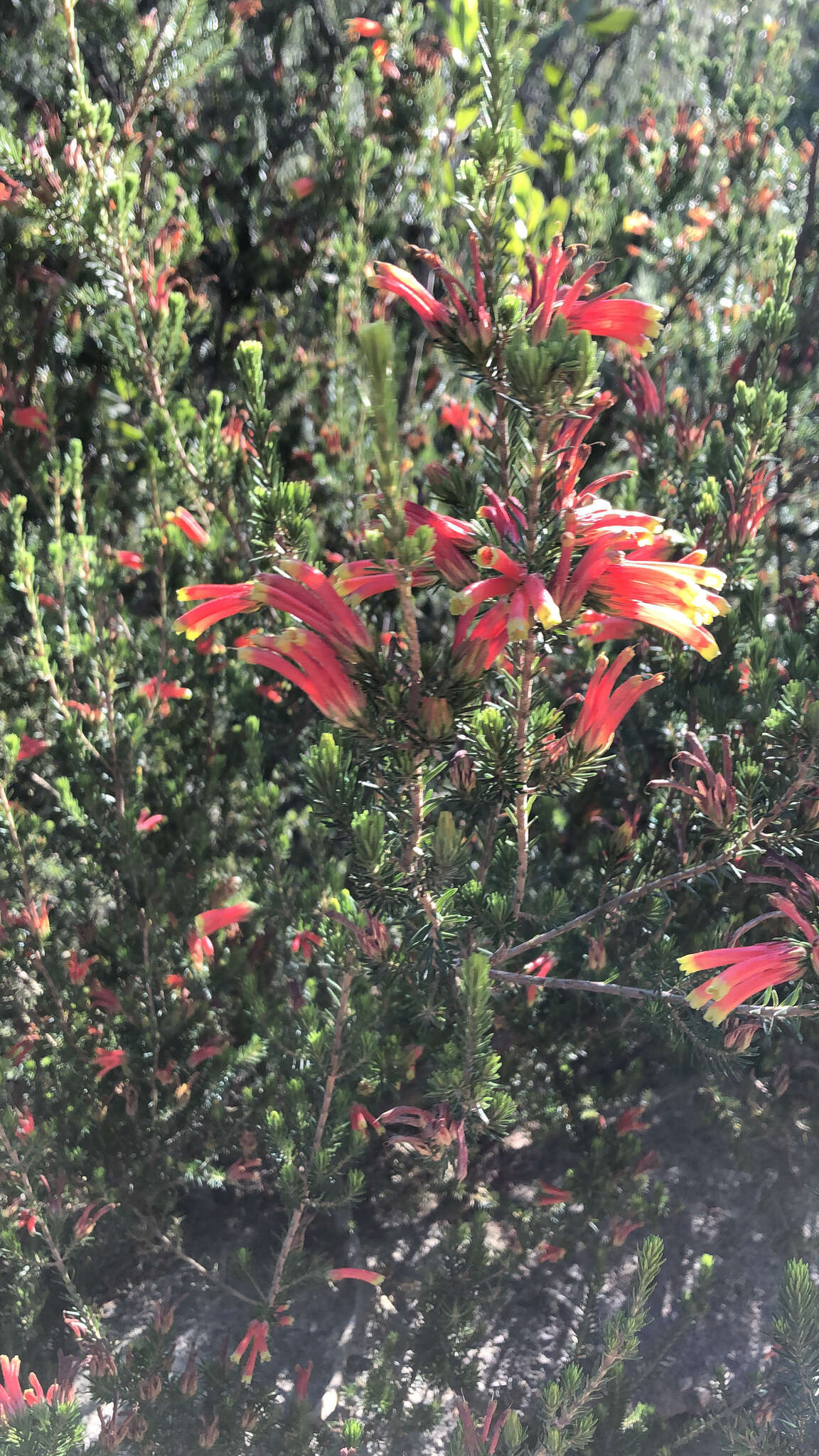 Image of Erica unicolor Wendl.