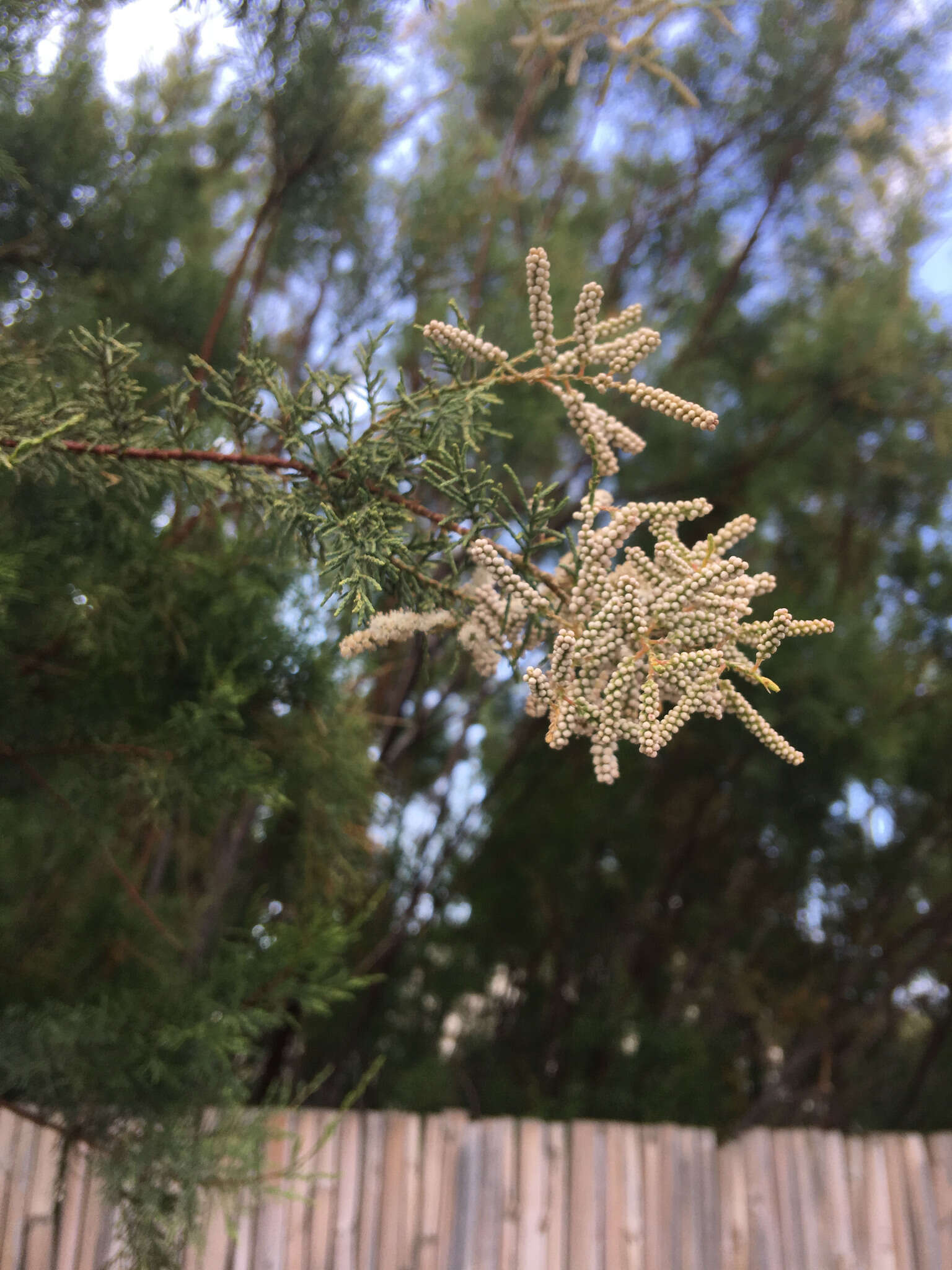 Image of Canary Island tamarisk