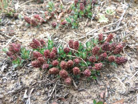 <i>Salix fruticulosa</i>的圖片