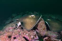 Image of round fantail stingray