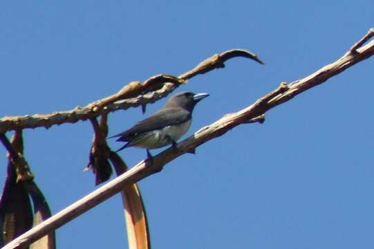 Image of White-breasted Woodswallow