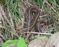 Image of Shorthead Garter Snake