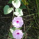 Image of Ipomoea hieronymi (Kuntze) O'Donell