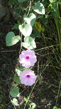 Ipomoea hieronymi (Kuntze) O'Donell的圖片