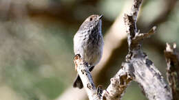 Image of Inland Thornbill