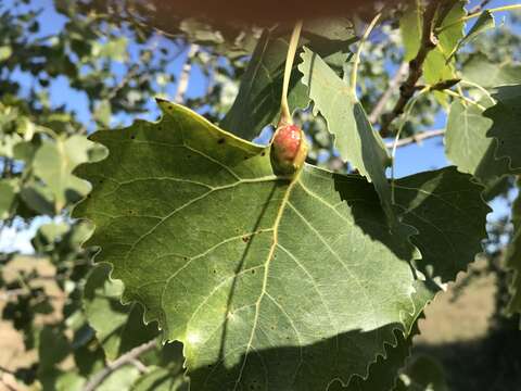 Image of Aphid