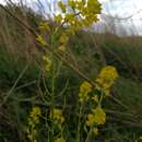 Image of Barbarea vulgaris subsp. arcuata (Opiz) Hayek
