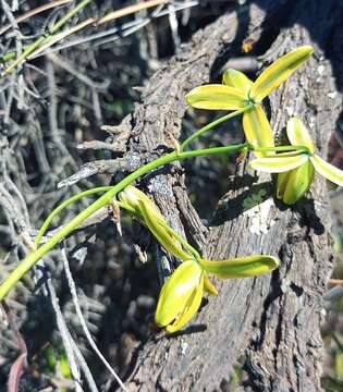 Image of Albuca acuminata Baker