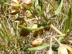 Image of Schizoglossum hamatum E. Mey.