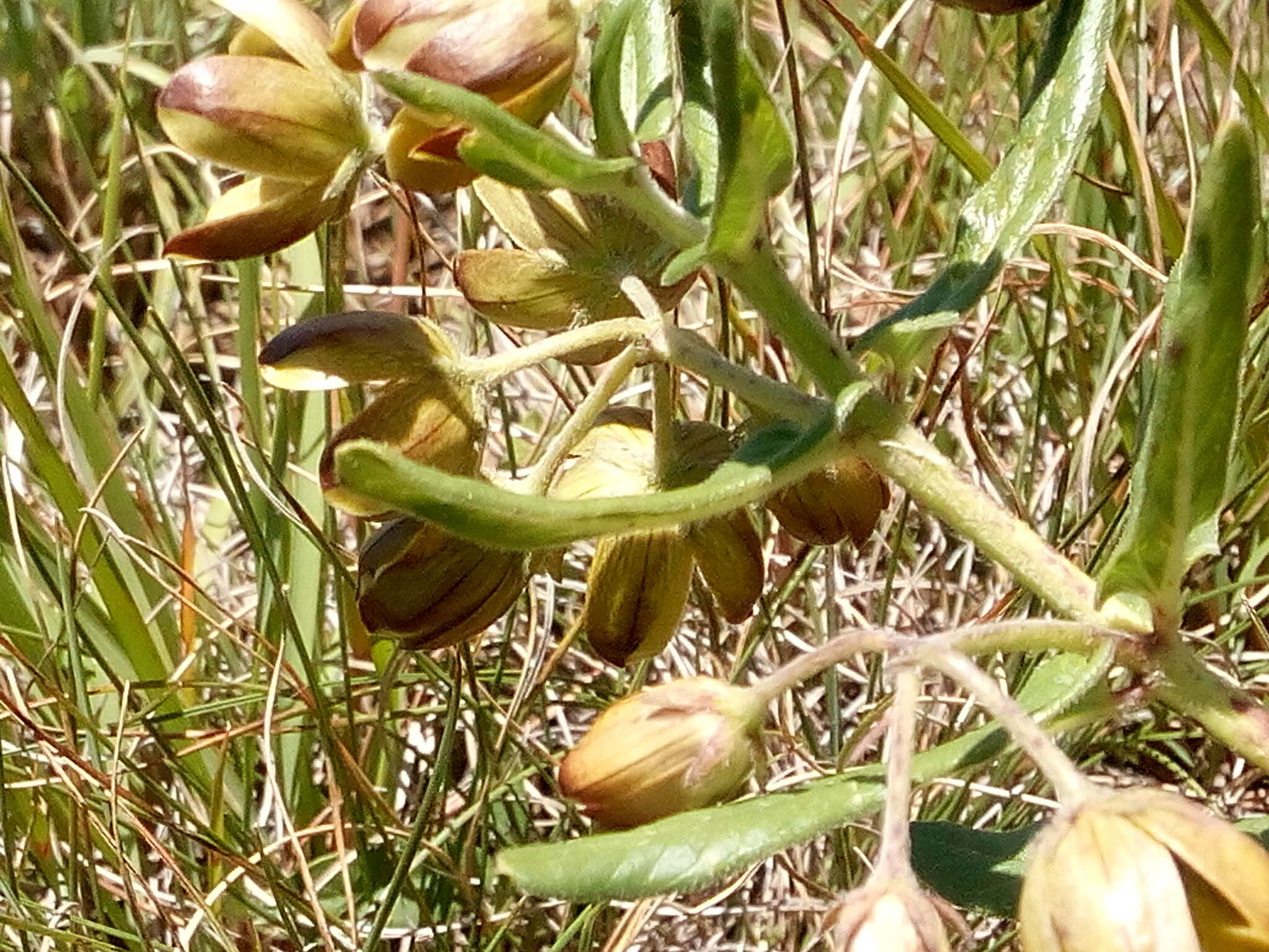 Image of Schizoglossum hamatum E. Mey.