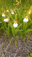 Imagem de Cypripedium candidum Muhl. ex Willd.