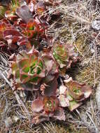 Image of succulent