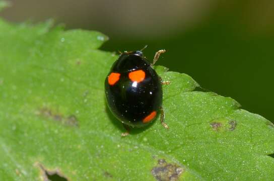 Image of Brachiacantha quadripunctata quadripunctata (Melsheimer 1847)