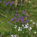 Image of Viola culminis F. Fen. & Moraldo