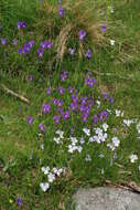 Image of Viola culminis F. Fen. & Moraldo