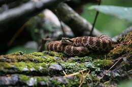 Image of Central Asian pitviper
