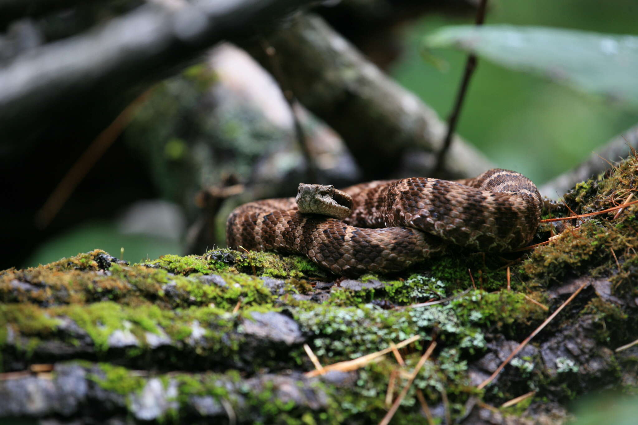 Image of Central Asian pitviper