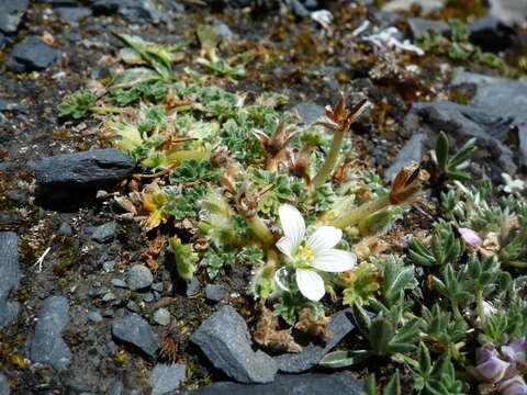 Imagem de Geranium sessiliflorum Cav.