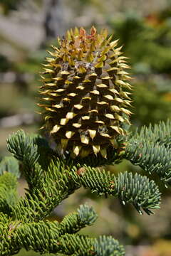 Image of Abies magnifica var. critchfieldii Lanner