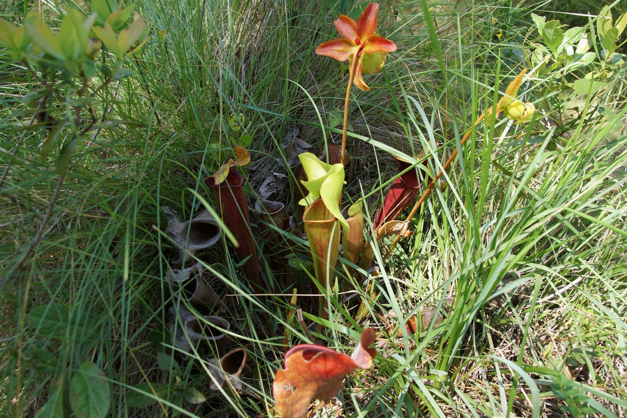 Image of pitcherplant