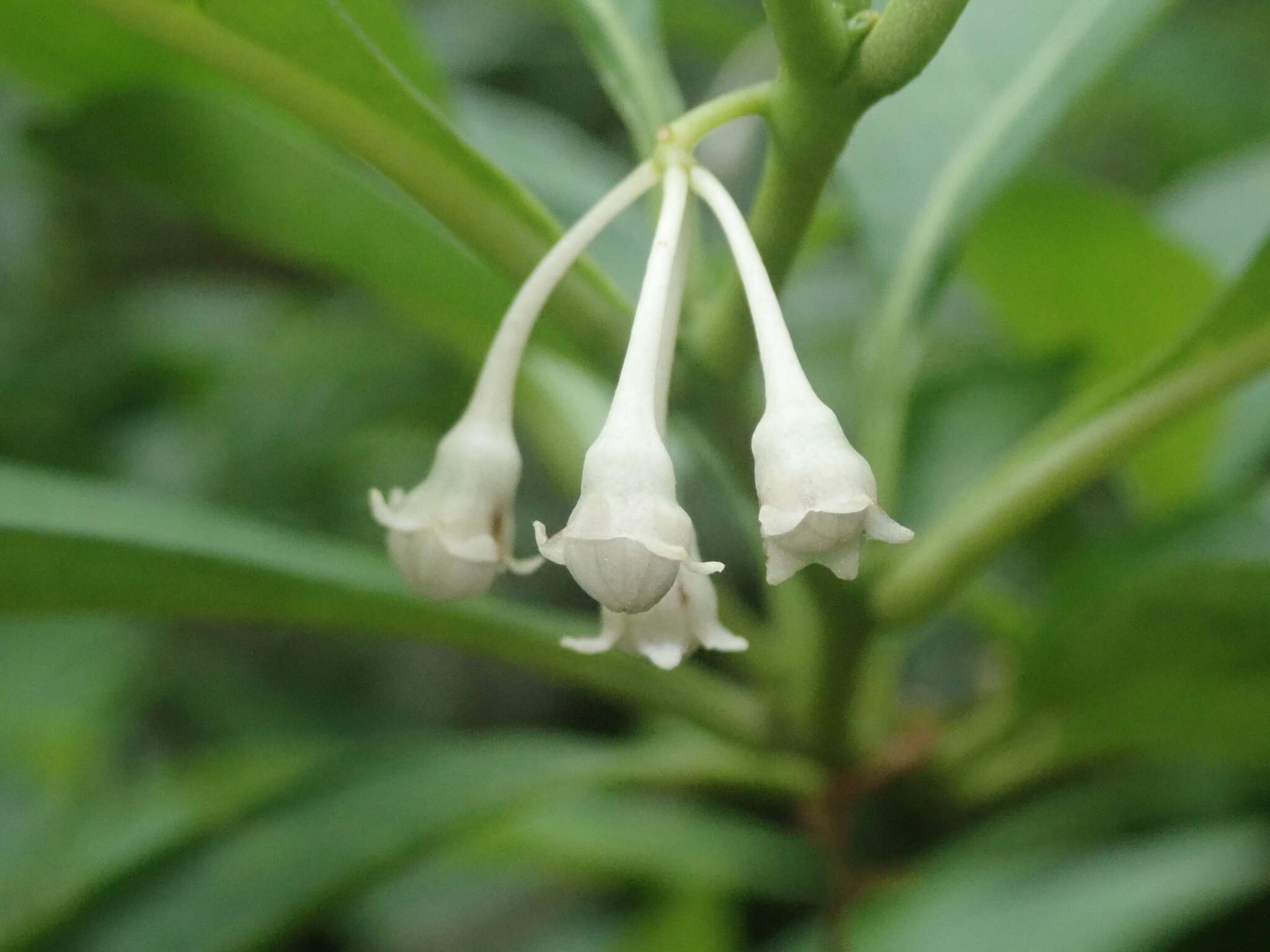 Image of Solanum symmetricum Rusby