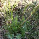 Image of Pedicularis rigginsiae