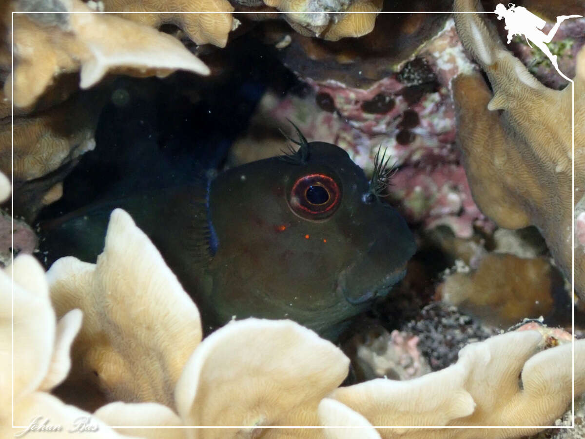 Image of Lady Musgrave blenny