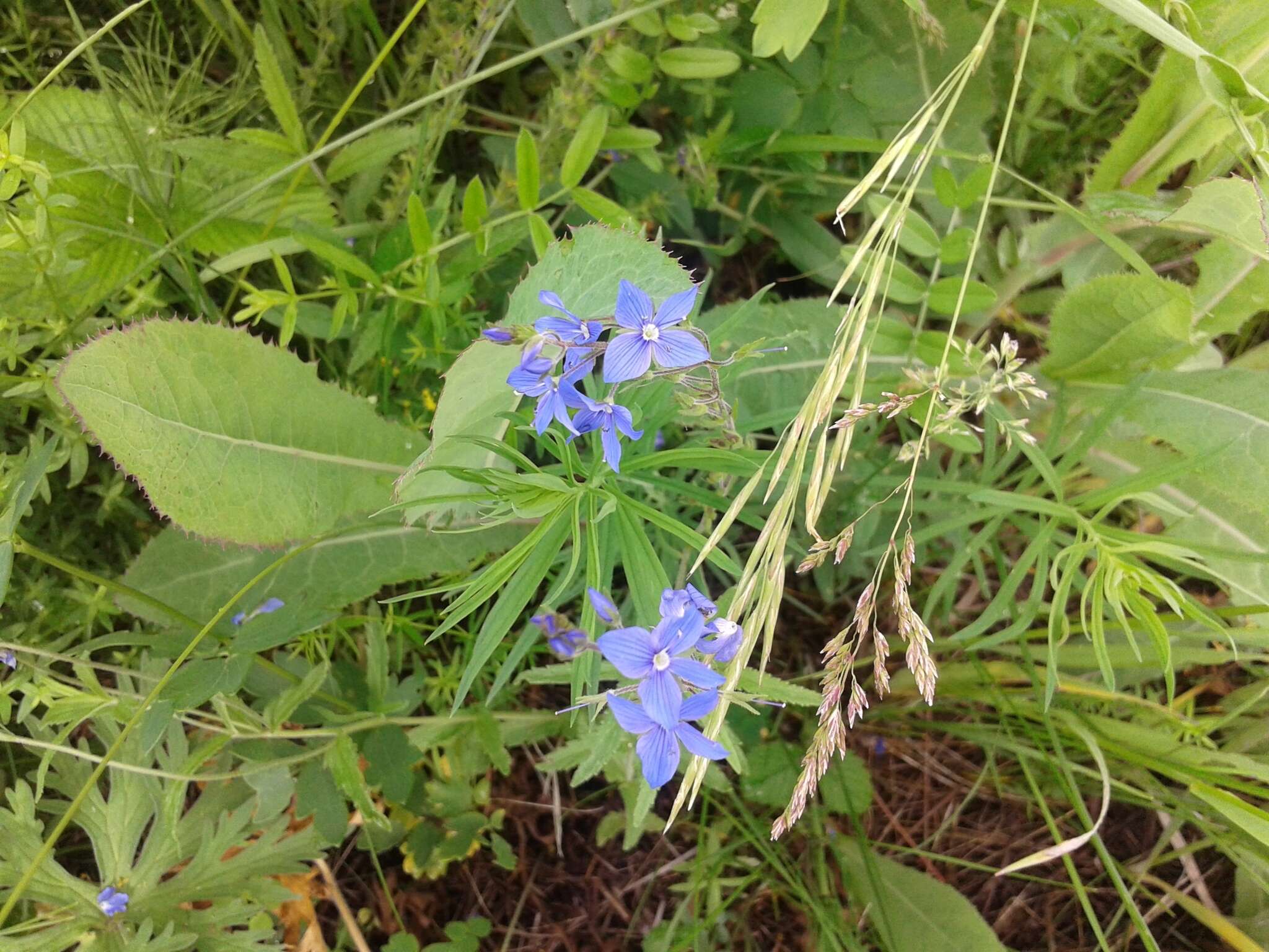 Image of Veronica krylovii Schischk.