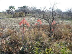 Image of Aloe monteiroi Baker