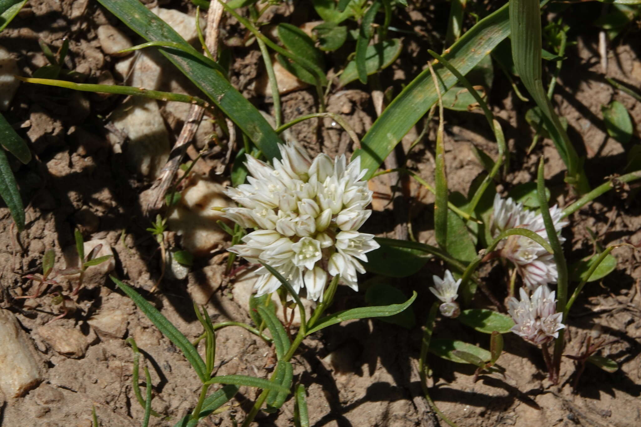 Image of Brandegee's onion