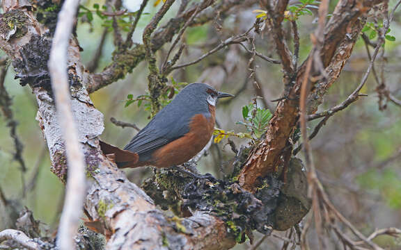 Image of Giant Conebill