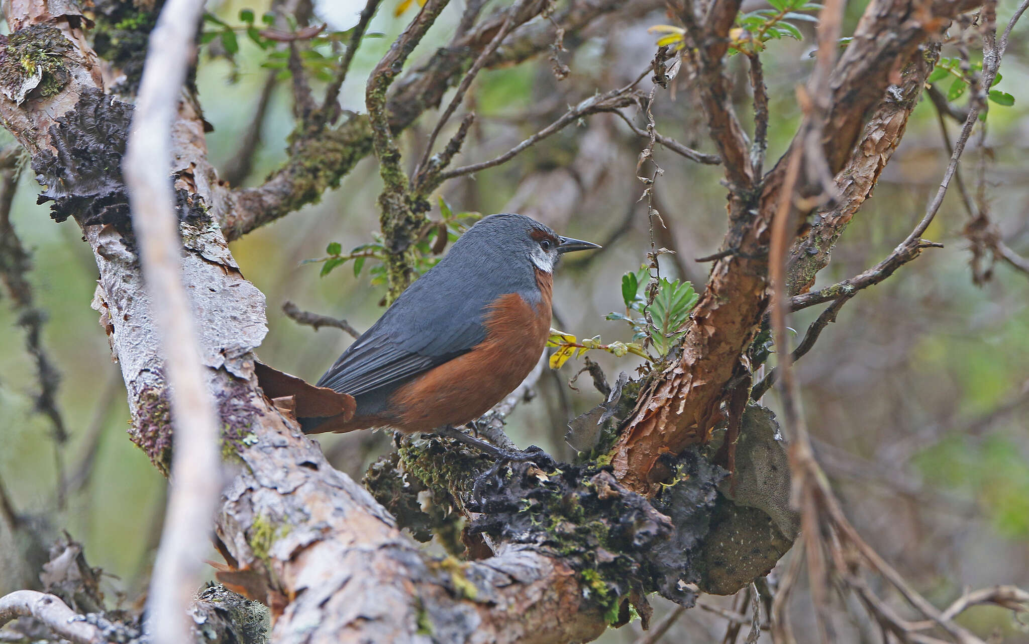 Image of Giant Conebill